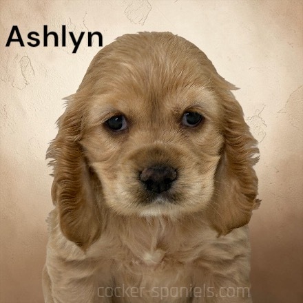 puppy, for, sale, Cocker Spaniel, Joe & Cherri  Overlease, dog, breeder, Miller, MO, dog-breeder, puppy-for-sale, forsale, nearby, find, puppyfind, locator, puppylocator, aca